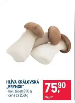 Makro HLÍVA KRÁLOVSKÁ „ERYNGII“ nabídka
