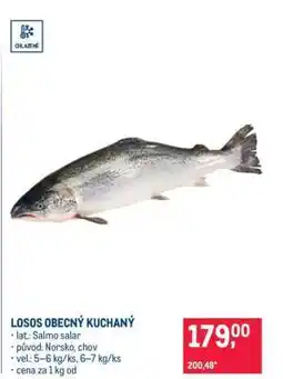 Makro Losos obecný kuchaný nabídka