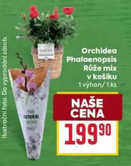 Billa Orchidea Phalaenopsis Růže mix v košíku nabídka