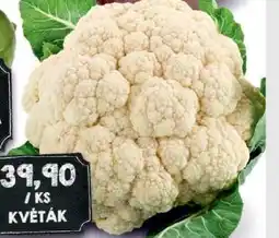 Jip Květák nabídka