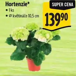 Albert Hortenzie nabídka