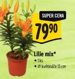 Albert Lilie mix nabídka