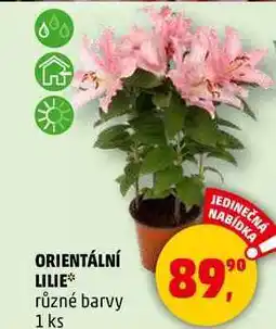 Penny Market ORIENTÁLNÍ LILIE různé barvy, 1 ks nabídka