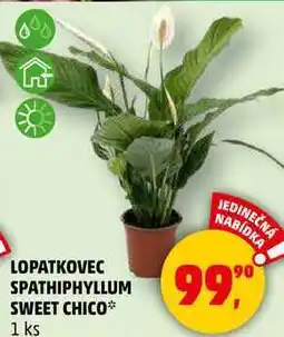 Penny Market LOPATKOVEC SPATHIPHYLLUM SWEET CHICO, 1 ks nabídka