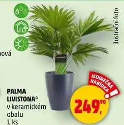 Penny Market PALMA LIVISTONA v keramickém obalu, 1 ks nabídka