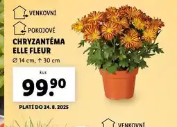 Lidl Chryzantéma elle fleur nabídka