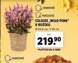 Lidl Celosie wild pink v košíku nabídka