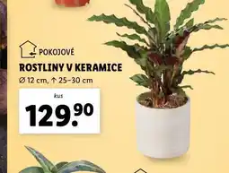 Lidl Rostliny v keramice nabídka