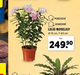 Lidl Lilie roselily nabídka