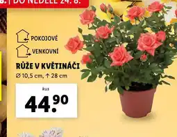Lidl Růže v květináči nabídka