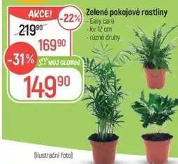 Globus Zelené pokojové rostliny nabídka
