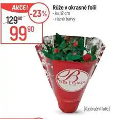 Globus Růže v okrasné folii nabídka