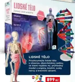 Wiky Lidské tělo nabídka
