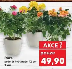 Kaufland Růže nabídka
