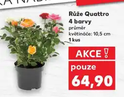 Kaufland Růže Quattro nabídka