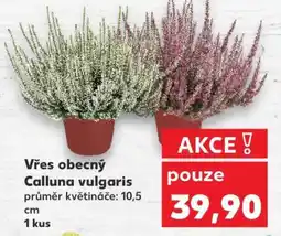 Kaufland Vřes obecný - Calluna vulgaris nabídka