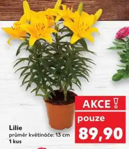 Kaufland Lilie nabídka