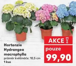 Kaufland Hortenzie (Hydrangea macrophylla) nabídka