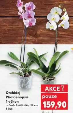 Kaufland ORCHIDEJ PHALAENOPSIS nabídka