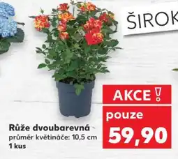 Kaufland Růže dvoubarevná nabídka