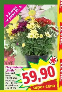 Norma Chryzantéma “Sixtie” nabídka