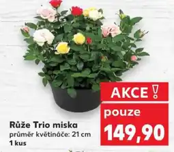 Kaufland Růže Trio miska nabídka