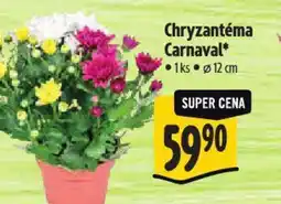 Albert Chryzantéma Carnaval nabídka