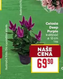 Billa Celosia Deep Purple květináč 12 cm 1ks nabídka