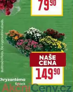Billa Chryzantéma 6pack nabídka