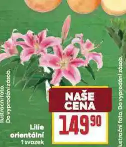 Billa Lilie orinetální nabídka