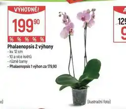 Globus Orchidea - phalaenopsis nabídka