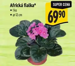 Albert Africká fialka nabídka