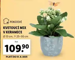 Lidl KVETOUCÍ MIX V KERAMICE nabídka