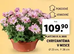 Lidl Chryzantéma v misce nabídka