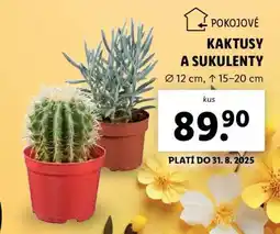 Lidl Pokojové kaktusy a sukulenty nabídka