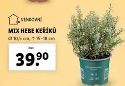 Lidl MIX HEBE KEŘÍKŮ nabídka