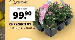 Lidl Chryzantémy nabídka