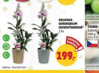 Penny Market Orchidea nabídka