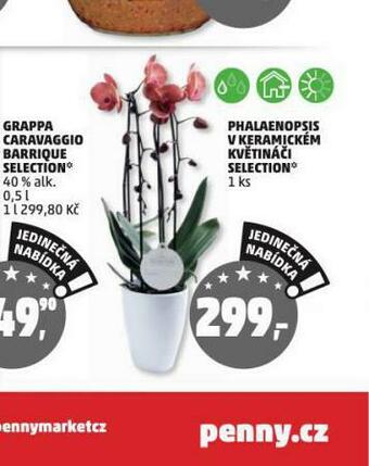 Penny Market Orchidea - phalaenopsis nabídka