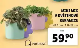 Lidl MINI MIX V KVĚTINOVÉ KERAMICE nabídka