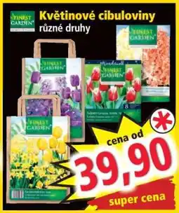 Norma KVĚTINOVÉ CIBULOVINY nabídka