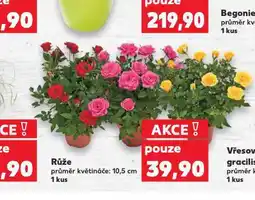 Kaufland Růže nabídka