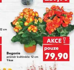 Kaufland Begonie nabídka