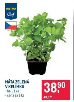 Makro MÁTA ZELENÁ V KELÍMKU nabídka