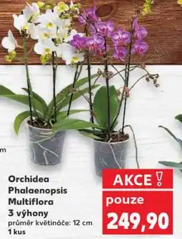 Kaufland Orchidea Phalaenopsis „Multiflora“ nabídka