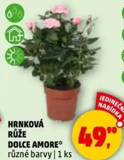 Penny Market Hrnková růže dolce amore nabídka