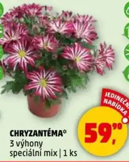 Penny Market Chryzantéma nabídka