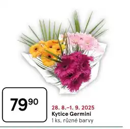 Tesco Kytice Germini nabídka