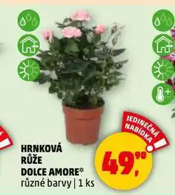 Penny Market Hrnkové růže dolce amore nabídka