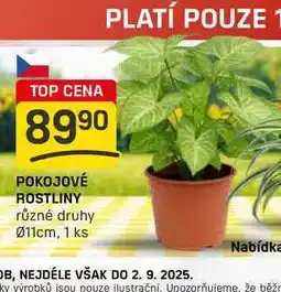 Flop POKOJOVÉ ROSTLINY různé druhy 011cm, 1 ks nabídka